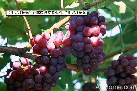 437ccmӮ(й)Ψһ·