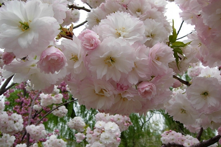 437ccmӮ(й)Ψһ·